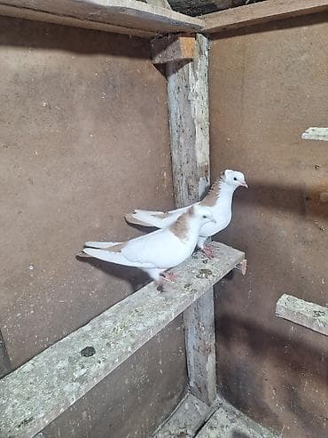 С/х животные и товары: Sarı boyunlar Hazır Çüt Bala Verən Erkəy Maya Real Alan Narhat Edsin — 2