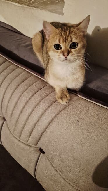 pişik etibarlı əllərə verilir: Qızıl şinşilla, Erkək, Cütləşmə üçün — 3