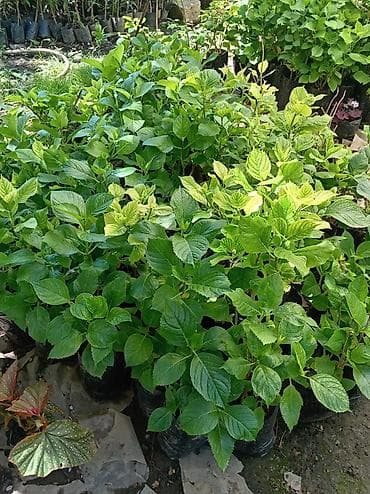 turşular: Hortensiya (Hydrangea) fidanları və kəsmə gül dəstələri - Bitki: bağ — 1