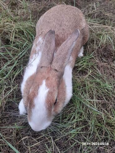 Karlik 3 ədəd biryerdə 40azn