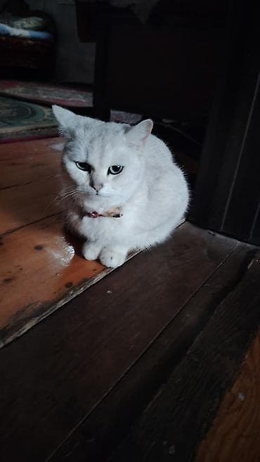 Britan, Dişi, Ödənişli çatdırılma