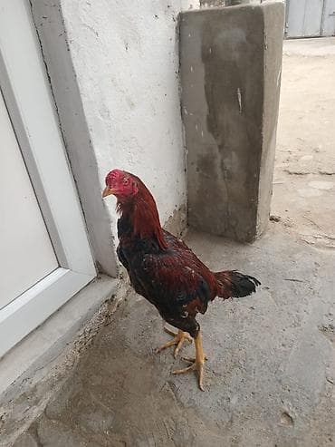 Quşlar: Xoruz, Heyratı, il: <1, Ünvandan götürmə — 5