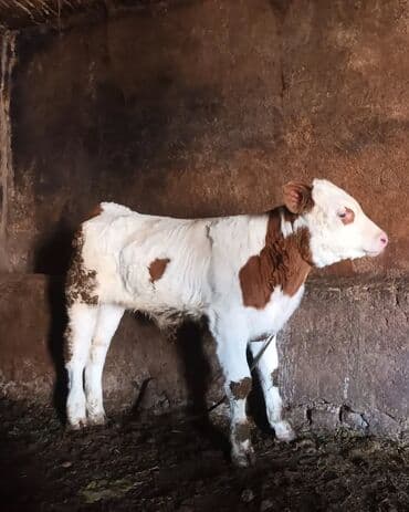 VAZ (LADA): Satılır: cins buzov - Rəng: ağ-qəhvəyi (xallı). - Yaş qrupu: yeni — 4