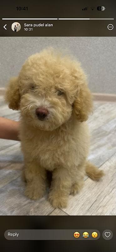golden retriever balası: Pudel, 2 ay, Dişi, Peyvəndli, Ödənişli çatdırılma — 2