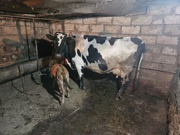 kiseli inek: Yanı erkək buzovlu sort inək. Günə normal baxdıqda 8-10 yaxşı baxdıqda — 2