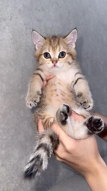 british golden chinchilla: Qızıl şinşilla, Erkək — 4