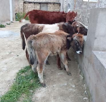 Телята: Ərkək dişi danalar 600 den 1600 manata qeder — 2