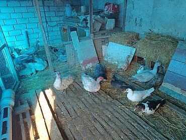 5 ayllq cins lal ördəklər ( Krasnodar MacarMirvari,Kərpici — 3