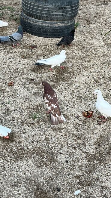 quş yuvası: Tutulma qırmızı çil qiymet sondur — 2