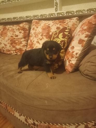 rotveli: Rotveyler, Peyvəndli — 3