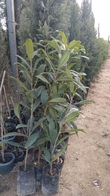 Dekarativ agaclarin satisi