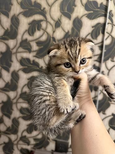 piwik sekilleri: Şotland yastı qulaq — 5