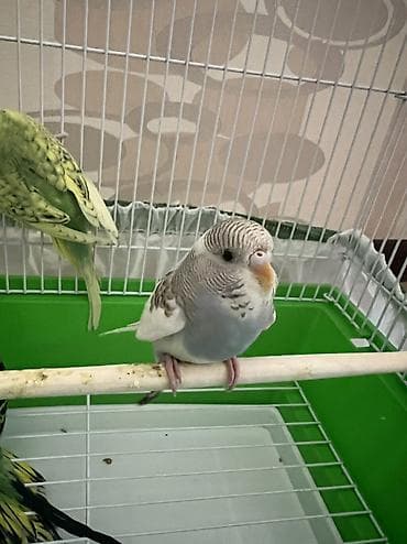 bezekli qoyun sekilleri: Mehebbet qusları 4quş qefesı ve diger aksesuarları ile birge 40azn — 2