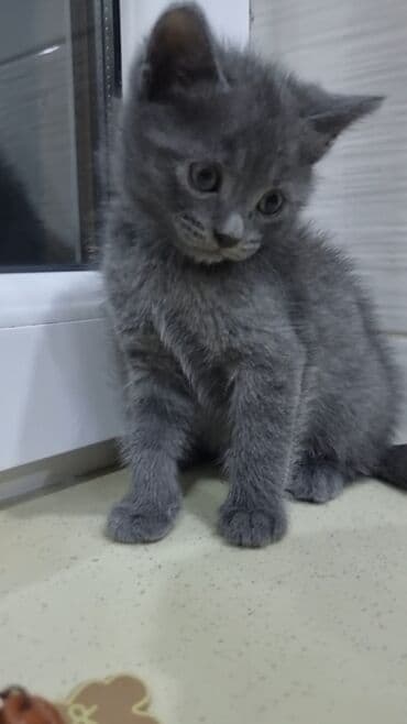 pişik şekileri: Şotland, Erkək, Ünvandan götürmə, Ödənişli çatdırılma — 8