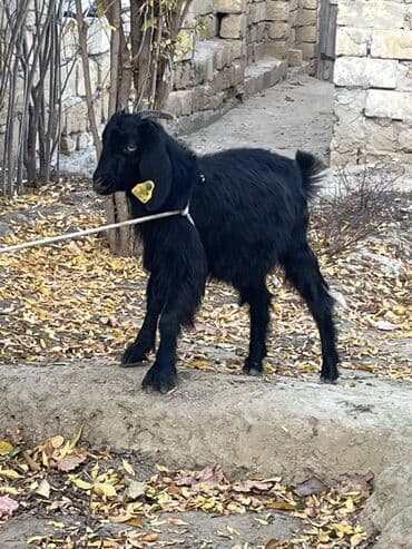 inek alım satım: Hələb çəpişi dişidir 5 aylığ Qara — 5