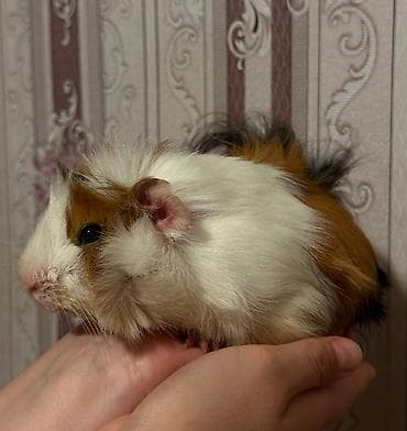 Dekorativ dəniz donuzcuqları (guinea pig) ⚫ ƏLAQƏ YALNIZ LALAFO CHAT
