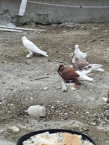 touz quşu: Satılır – dekorativ göyərçinlər (çeşidli rənglər) Xüsusiyyətlər: - — 1