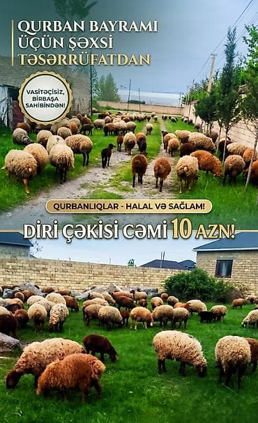 hid qusu: Bayrama Özəl Qurbanlıqlar Bismillahir-Rəhmanir-Rəhim. Əziz və — 1