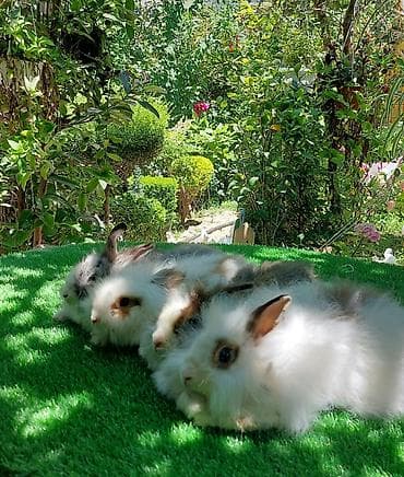 ev quş: Angora tipli dekorativ dovşanlar - Uzun, yumşaq və tüklü yun örtüyü — 10