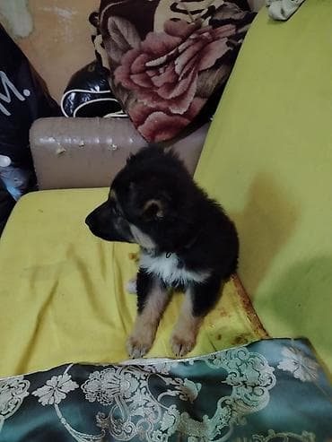 azərbaycan it adları: 2 ay, Erkek, Sənədli — 9