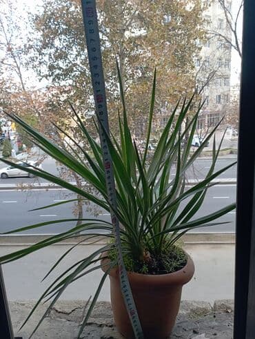 palma agaci satisi: Qiymət:razılaşma ilə — 2