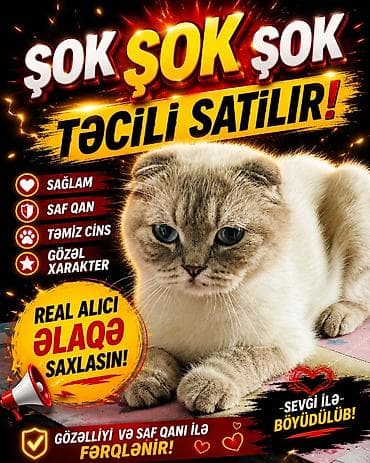 şotland pişiy: Təcili satılır real alıcı əlaqə saxlasın.Qiymətdə inşallah razılaşarıq — 1