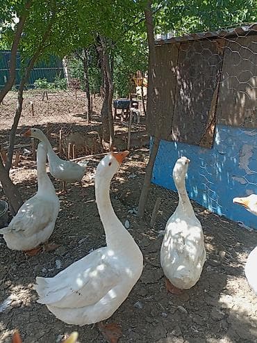inek yemi: Dişi, Damazlıq, Pulsuz çatdırılma — 2