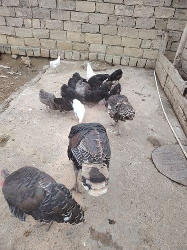 toyuga verilen adlar: Məhsul: Evcəl quşlar – hinduşka və toyuq sürüsü Təsvir: - Şəkildə iri — 2
