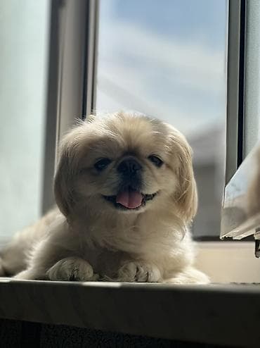en gozel it adlari: Pekines, 4 il, Dişi, Ünvandan götürmə, Pulsuz çatdırılma — 5