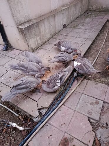 ordək bala: Lavada ordeyler satılır temiz qadilar — 3