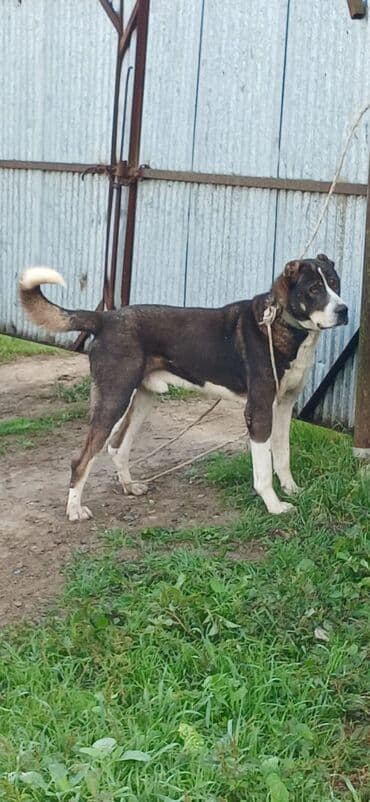 pitbul itləri: Qurdbasar, 1 il, Erkek, Peyvəndli, Rayonlara çatdırılma — 1