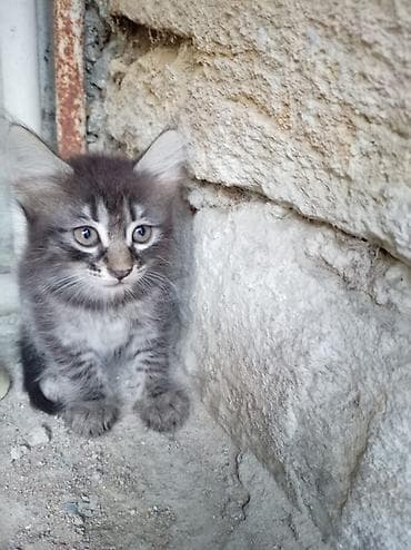Dişi, Yaxşı əllərə, Ünvandan götürmə