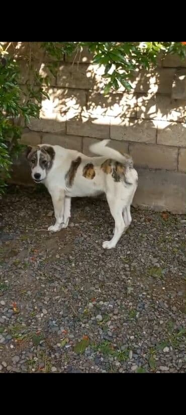 suda yasayan heyvanlar haqqinda melumat: Qurdbasar, 11 ay, Erkek, Peyvəndli, Ödənişli çatdırılma — 2