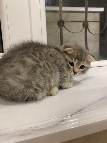 heyvan barınağı: Şotland yastı qulaq, Ünvandan götürmə, Pulsuz çatdırılma, Ödənişli çatdırılma — 4