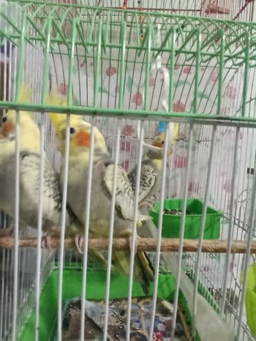 Sağlam korella quslari satılır 3 ededdir.hamisini alana cüzi endirim lalafo.az -da Sağlam korella quslari satılır 3 ededdir.hamisini alana cüzi endirim