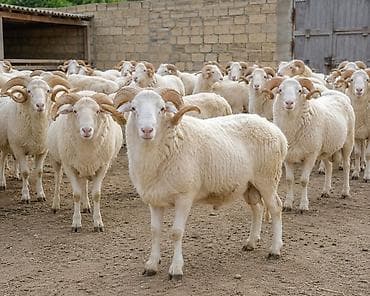 diri quzu satisi: Qurbanlıq quzular qoçlar . Gəlib rahatlıqla kəsib yerində apara — 2