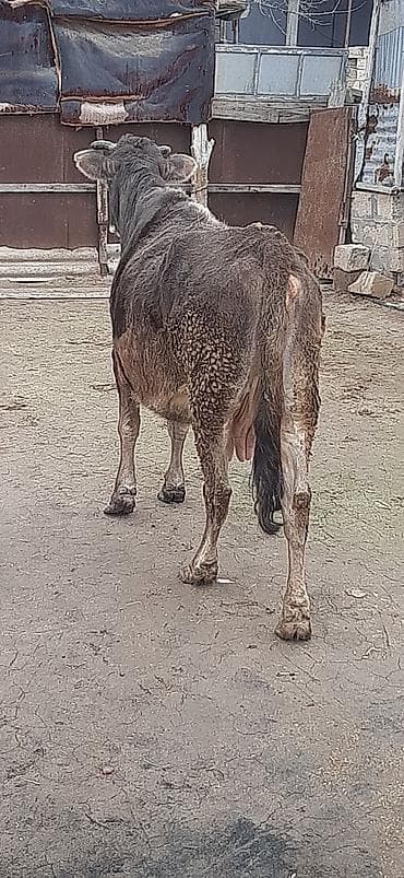 Salam qisirdi yeni subaydi Vacap akdivdir xayis edirem bos bekar lalafo.az -da Salam qisirdi yeni subaydi Vacap akdivdir xayis edirem bos bekar