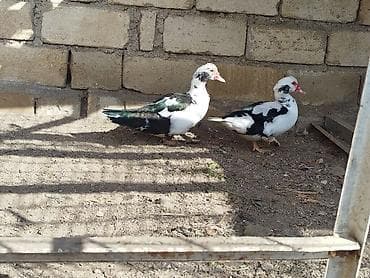 Saglamdilar hamis satilir qiymet danisariq