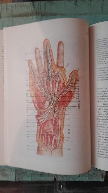 Velosiped ehtiyyat hissələri: Продам книгу "Хирургическая анатомия конечности человека" Москва 1983 — 9