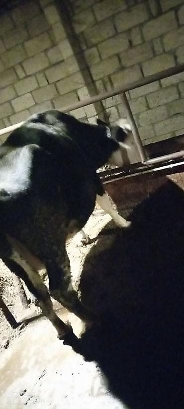 Saxlama şəraitinə uyğun, qara-ağ rəngli yerli inək. Orta ölçülü