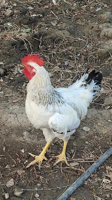 çin bildirçini: Təmiz cins xoruzlar (bir neçə rəngdə) 2 klo-dan yuxarı orta və iri — 8