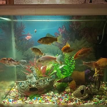 Dördbucaq akvarium, Balıqlarla birlikdə, 130 l, Ünvandan götürmə