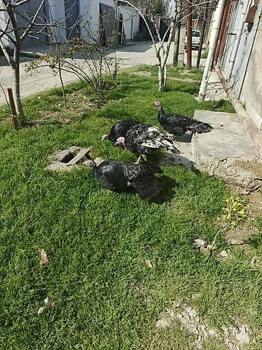 Inəklər, öküzlər: Məhsul: Hinduşka quşları (qara və qarışıq rəngli) Təsvir: - — 5