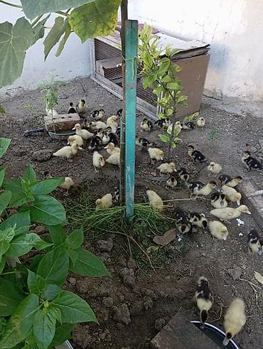 Muscovy (hinduşka ördəyi) balaları – qarışıq rənglərdə (sarı, qara-ağ lalafo.az -da Muscovy (hinduşka ördəyi) balaları – qarışıq rənglərdə (sarı, qara-ağ