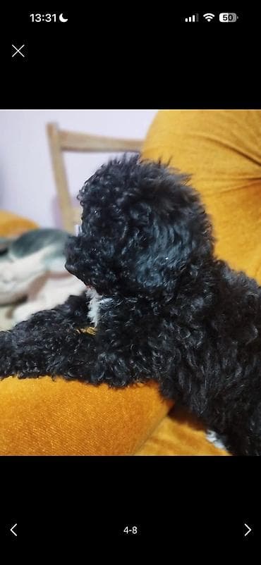 balaca cins itler: Pudel, 4 ay, Erkək, Peyvəndli — 5