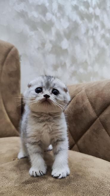 pişik qara: Şotland yastı qulaq — 3