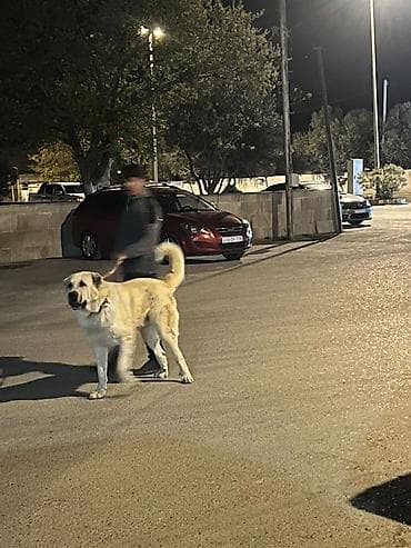 heyratı barter: Qurdbasar, Peyvəndli — 5