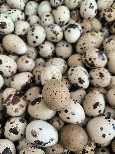 bülbül quşu: Bildirçin yumurtası Satışı Həm Mayalı Həmdə Yemek üçün — 3