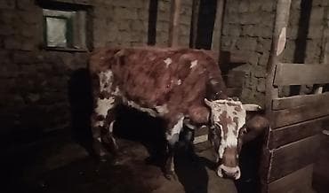 Salam heyvan 4 cü qarına aprel ayının axrına doğacaq quzu kimi lalafo.az -da Salam heyvan 4 cü qarına aprel ayının axrına doğacaq quzu kimi