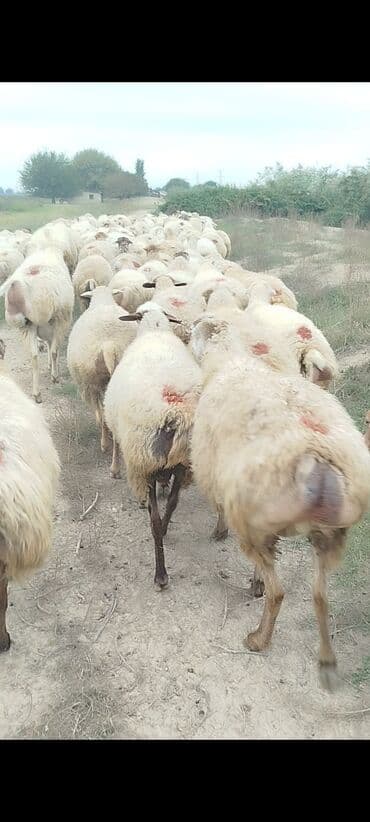bakida cins ineklerin satisi: Dişi, il: 1, 50 kq, Damazlıq, Ünvandan götürmə — 2